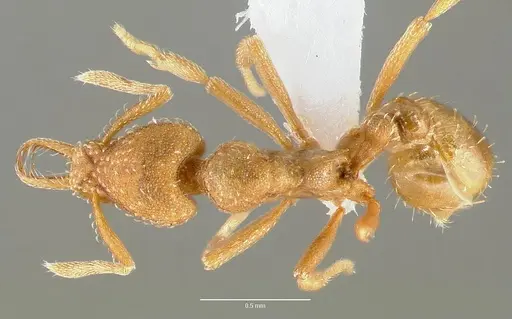 Strumigenys rubigus specimen