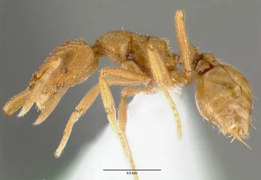 Strumigenys rubigus specimen