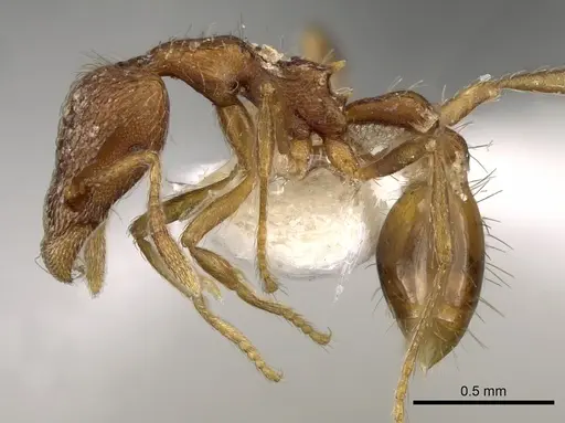 Strumigenys rudinodis specimen