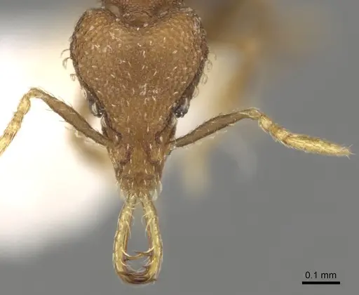 Strumigenys rufobrunea specimen