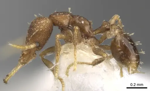 Strumigenys rufobrunea specimen