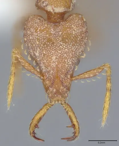 Strumigenys rufobrunea - CASENT0402148