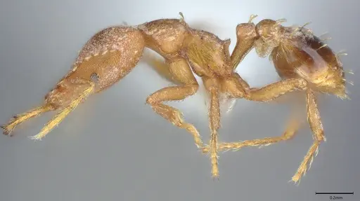 Strumigenys rufobrunea - CASENT0402148