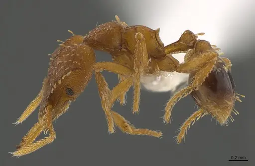 Strumigenys rufobrunea - CASENT0426010