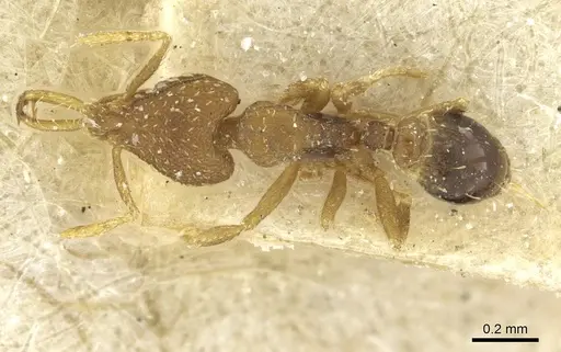 Strumigenys rufobrunea - CASENT0912863