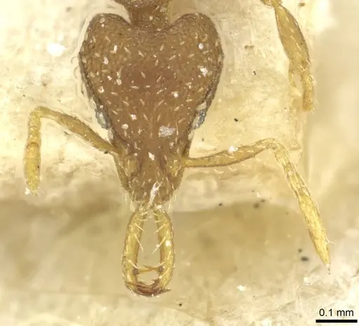 Strumigenys rufobrunea - CASENT0912863