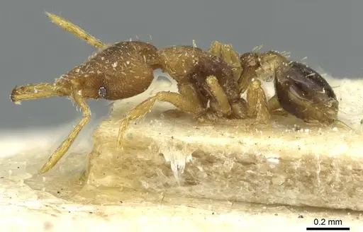 Strumigenys rufobrunea - CASENT0912863