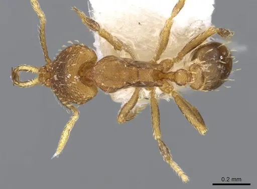 Strumigenys rufobrunea - CASENT0914775