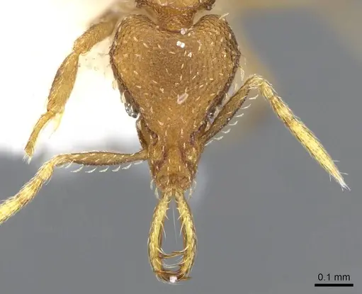 Strumigenys rufobrunea - CASENT0914775