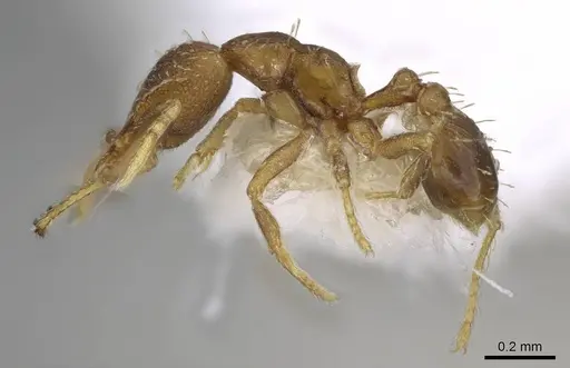 Strumigenys rufobrunea - CASENT0914775