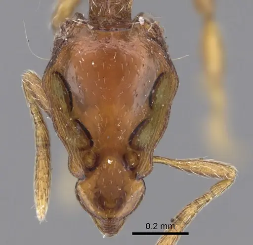 Strumigenys rugithorax specimen