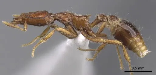 Strumigenys rugithorax specimen