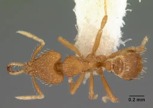 Strumigenys rukha specimen