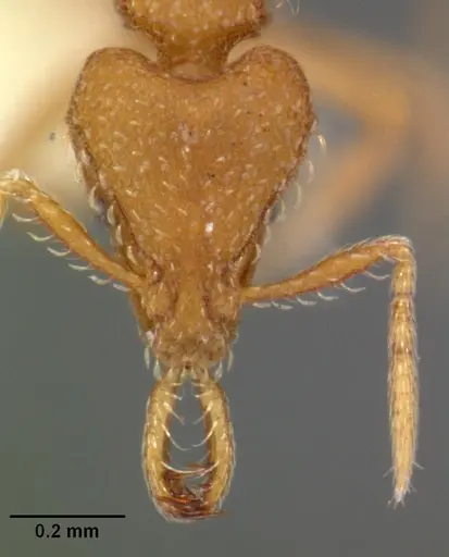 Strumigenys rukha specimen