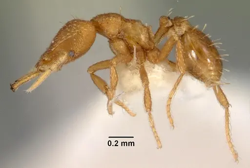 Strumigenys rukha specimen