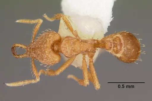 Strumigenys rukha - CASENT0102617