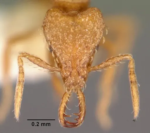 Strumigenys rukha - CASENT0102617