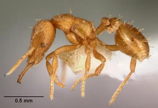 Strumigenys rukha - CASENT0102617