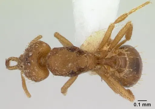 Strumigenys rukha - CASENT0178325