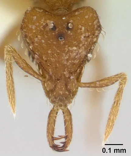 Strumigenys rukha - CASENT0178325