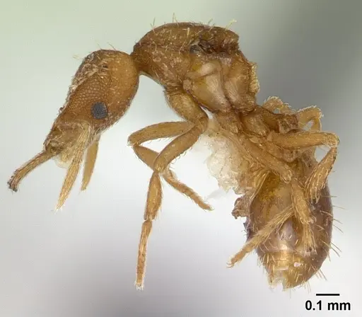 Strumigenys rukha - CASENT0178325