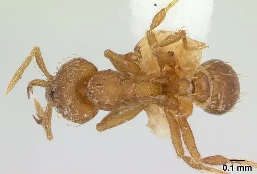 Strumigenys rukha - CASENT0178326