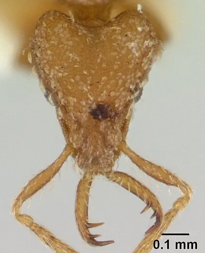 Strumigenys rukha - CASENT0178326