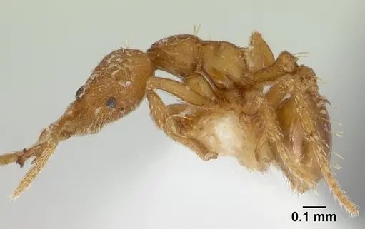 Strumigenys rukha - CASENT0178326