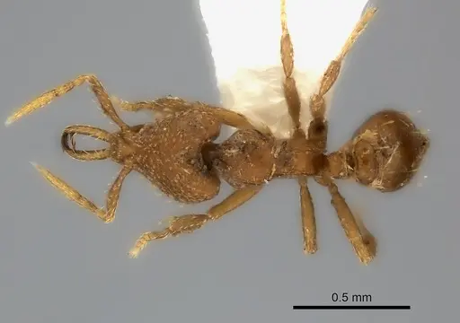 Strumigenys rukha - CASENT0217185