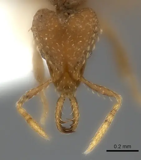 Strumigenys rukha - CASENT0217185