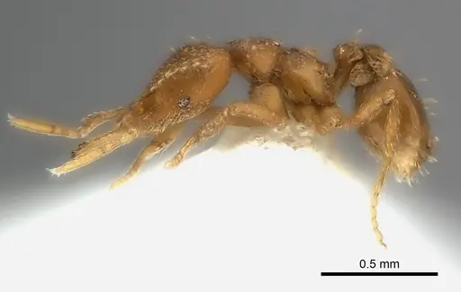 Strumigenys rukha - CASENT0217185