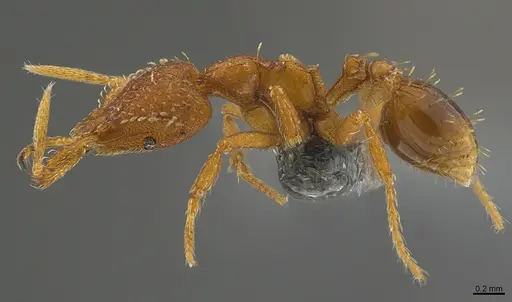 Strumigenys rukha - CASENT0353668