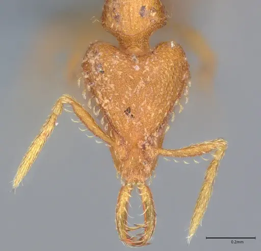 Strumigenys rukha - CASENT0358330