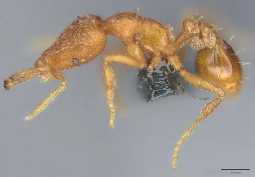 Strumigenys rukha - CASENT0358330