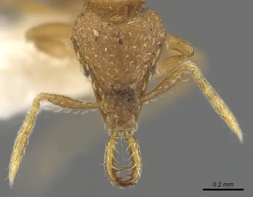 Strumigenys rukha - CASENT0900606