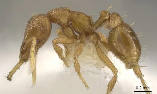 Strumigenys rukha - CASENT0900606