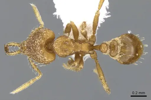 Strumigenys rukha - CASENT0914776