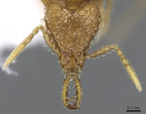 Strumigenys rukha - CASENT0914776