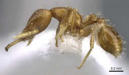 Strumigenys rukha - CASENT0914776