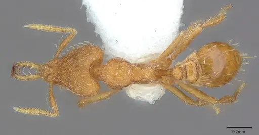 Strumigenys rukha - CASENT4036270