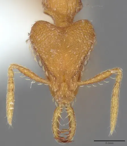 Strumigenys rukha - CASENT4036270