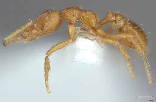 Strumigenys rukha - CASENT4036270