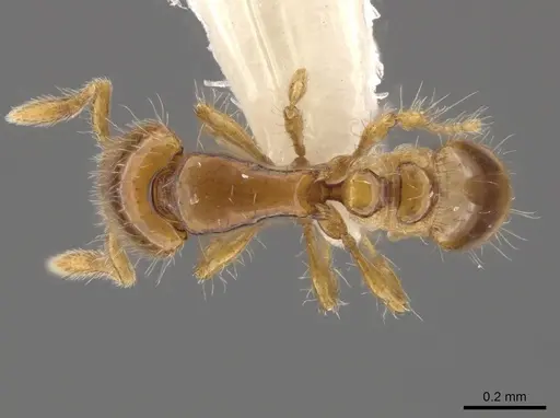 Strumigenys runa specimen