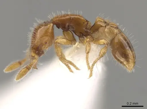 Strumigenys runa specimen