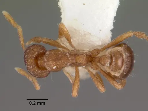 Strumigenys rusta specimen