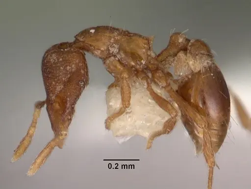 Strumigenys rusta specimen