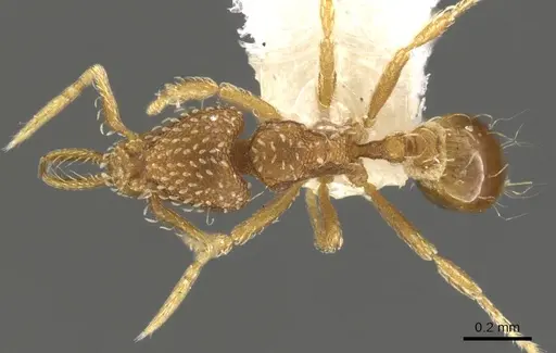 Strumigenys ruta specimen