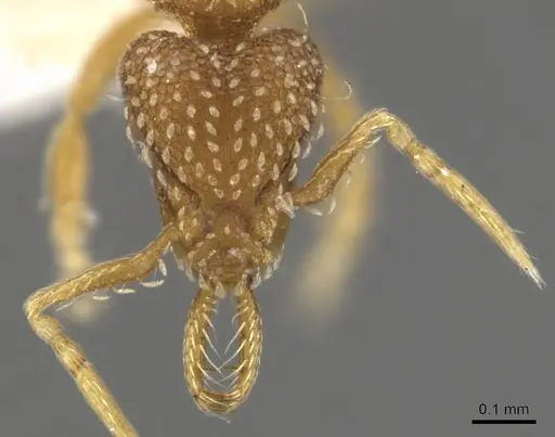 Strumigenys ruta specimen