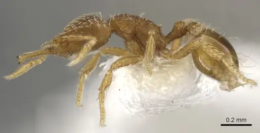 Strumigenys ruta specimen