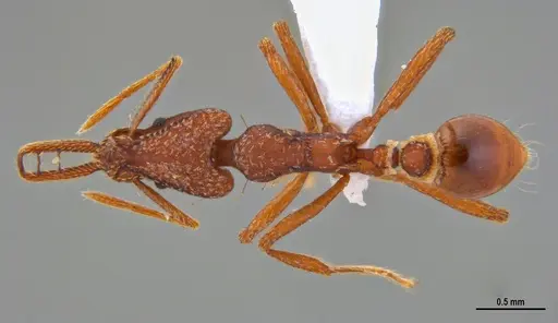 Strumigenys saliens specimen